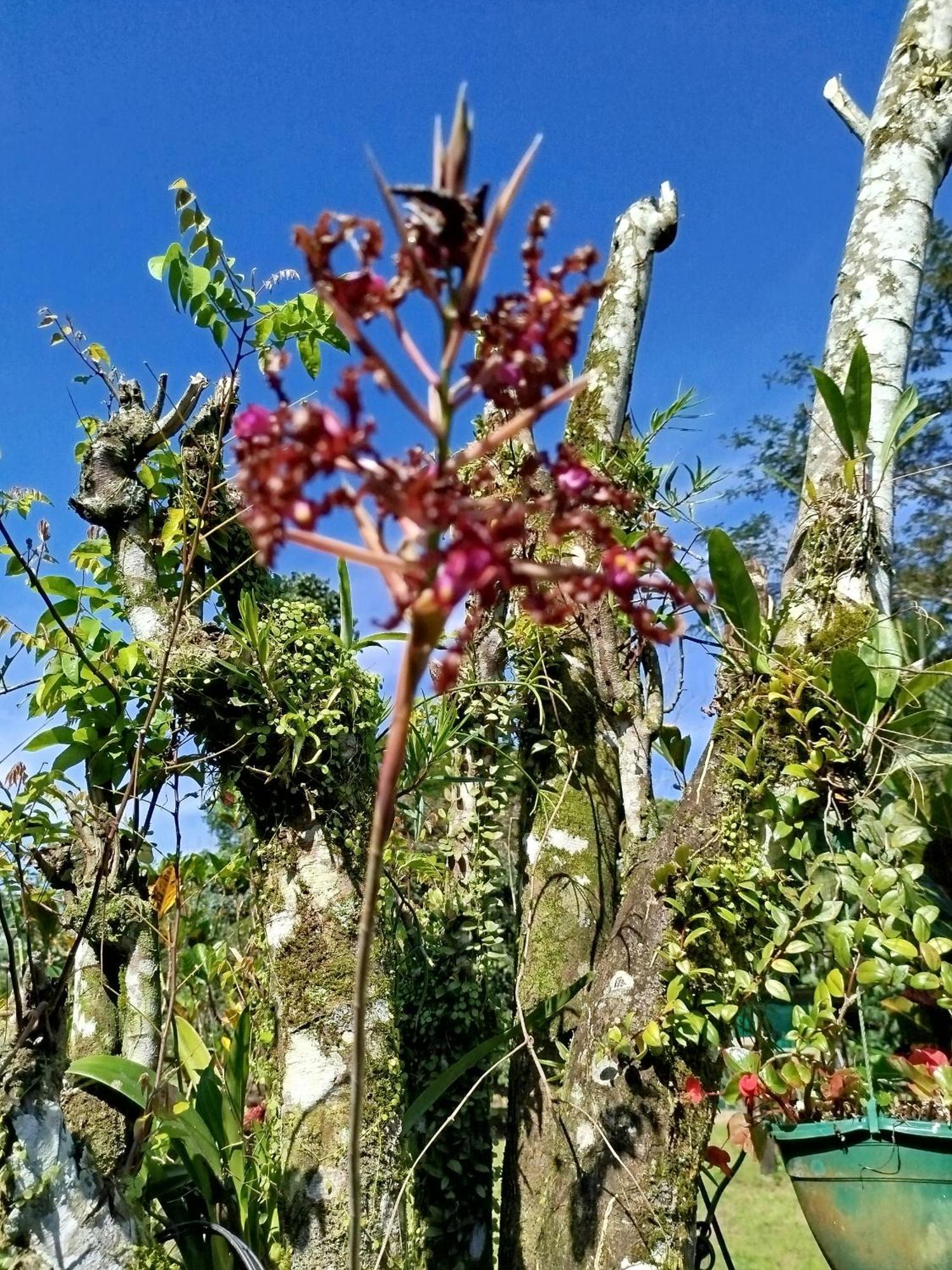 Paraiso Verde Siqurres Da Alegria Exterior foto